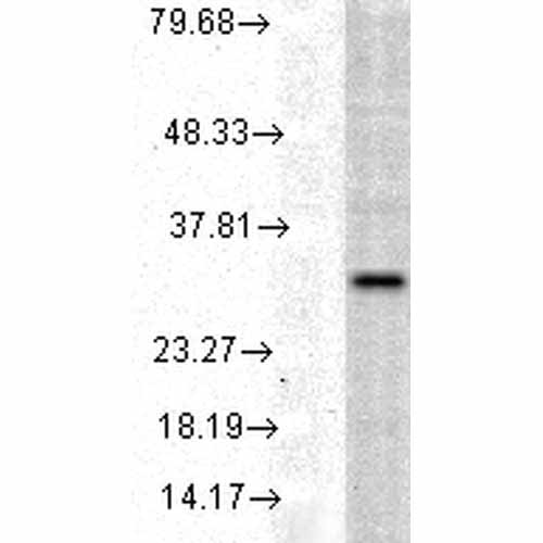 WB - HO-1 Antibody ASM10370